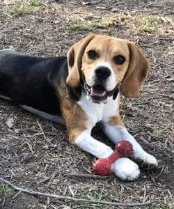 Beagle